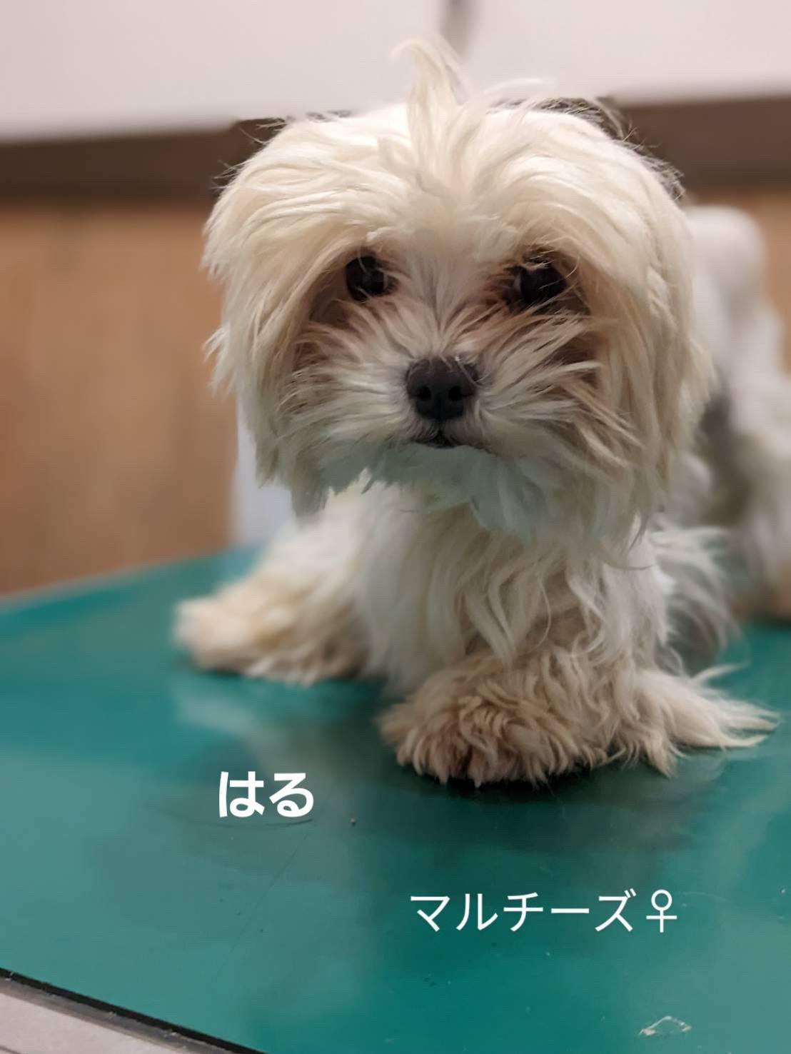 ★★ハル★★<br>（トライアル中）