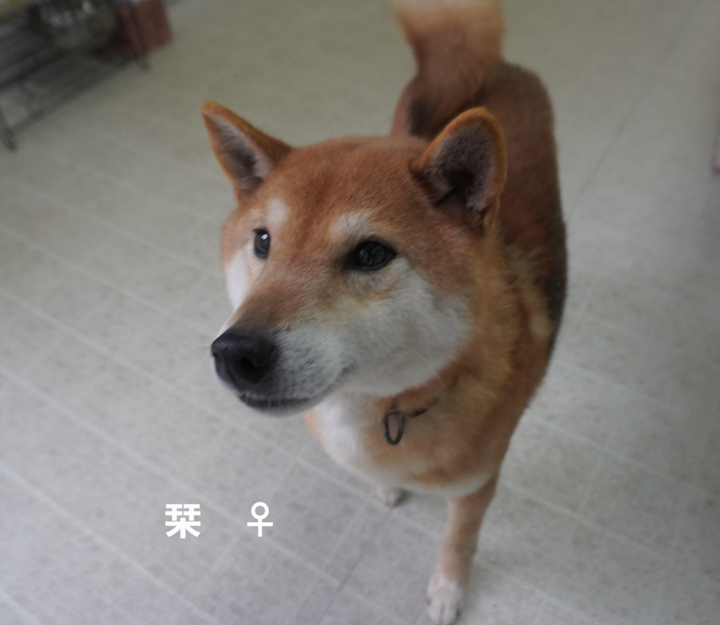 ★★栞★★