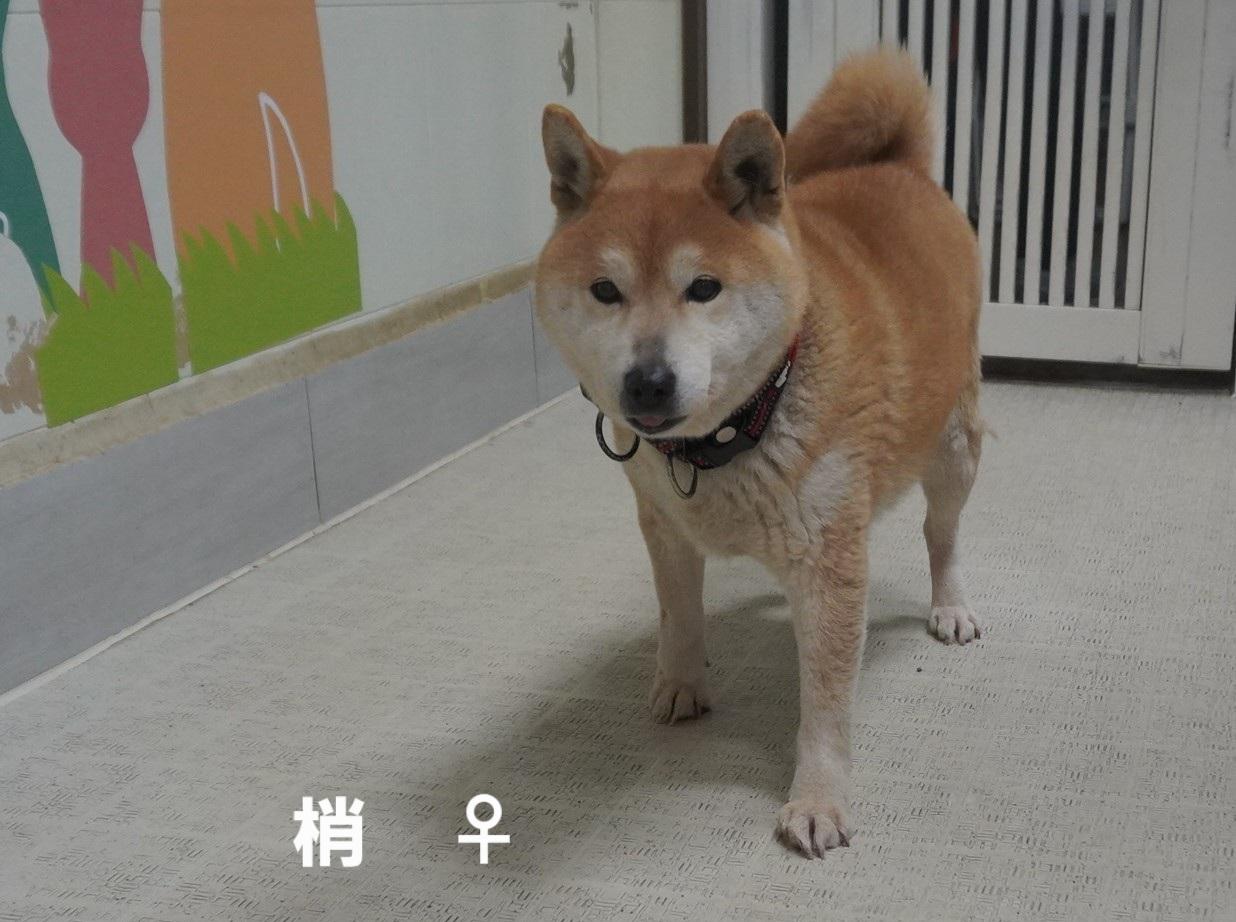 ★★梢★★