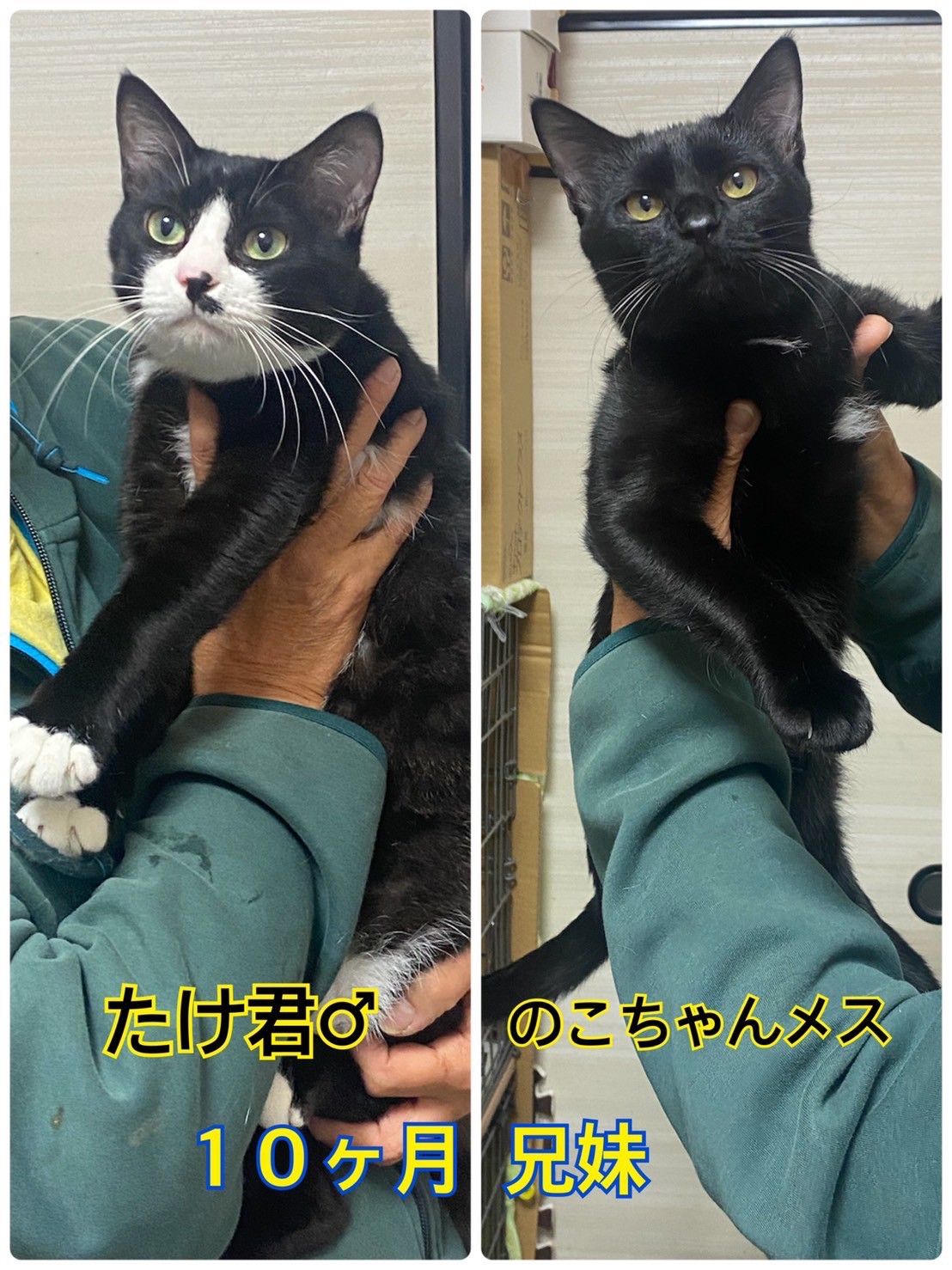 ★★のこ★★