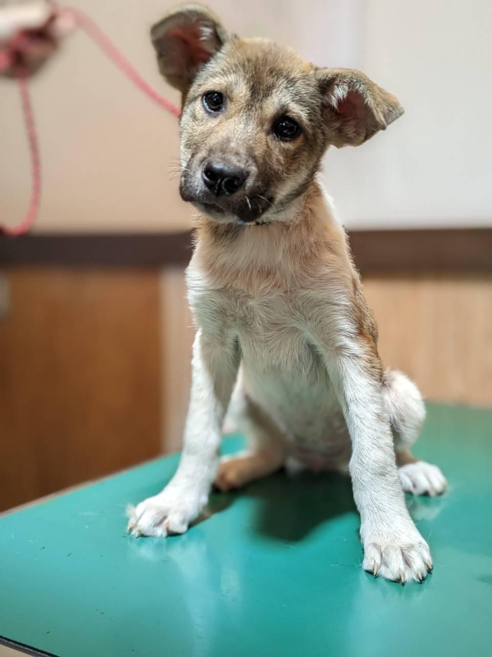 ★★陽菜（子犬）★★