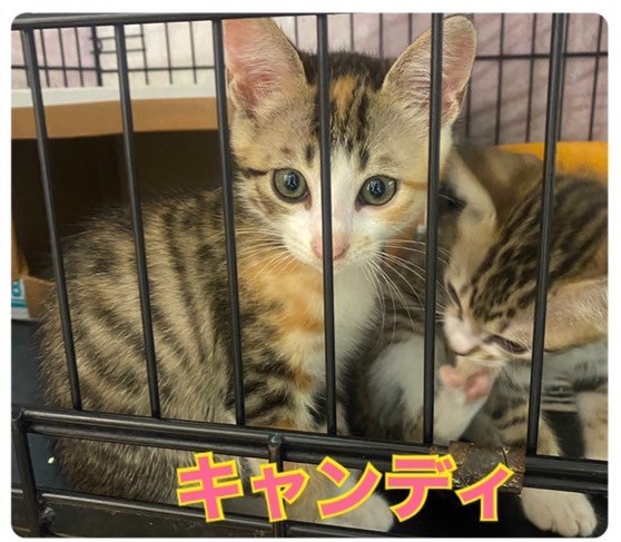 ★★キャンディ★★