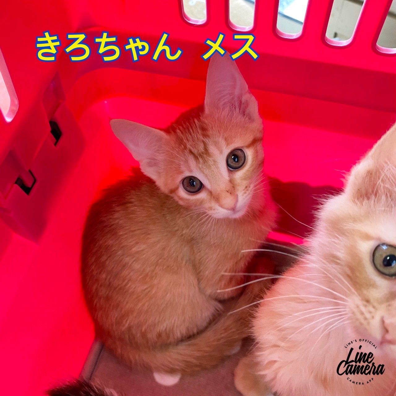 ★★キロ★★<br>（トライアル中）