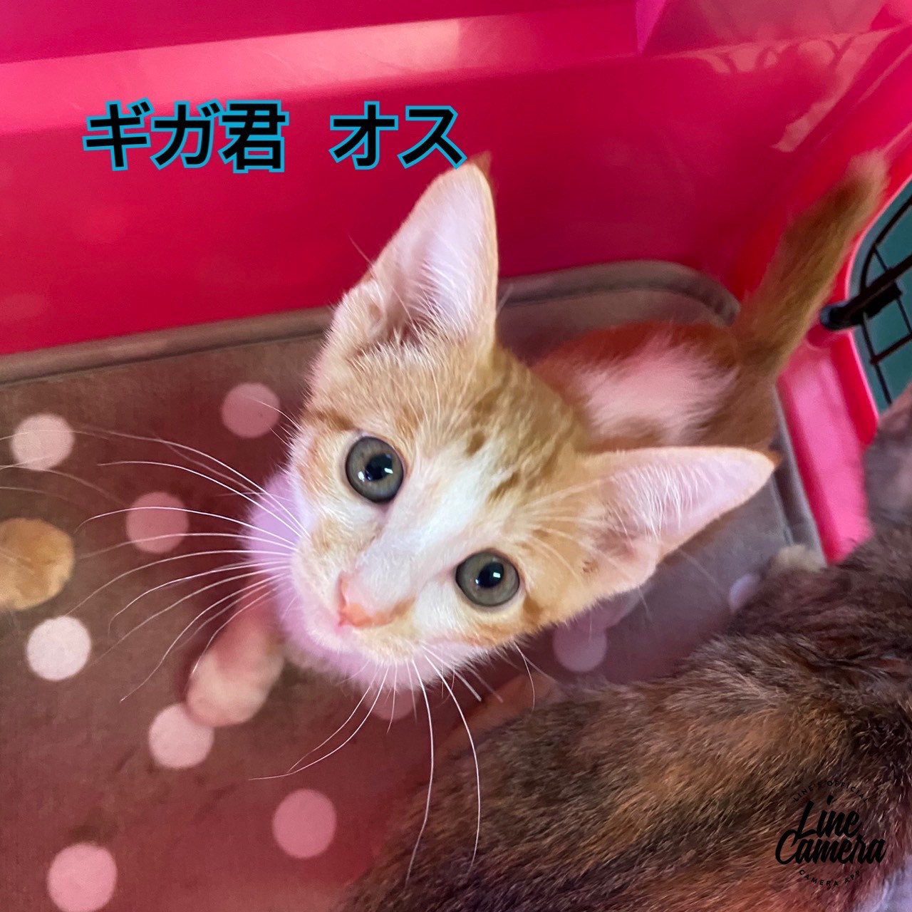 ★★ギガ★★