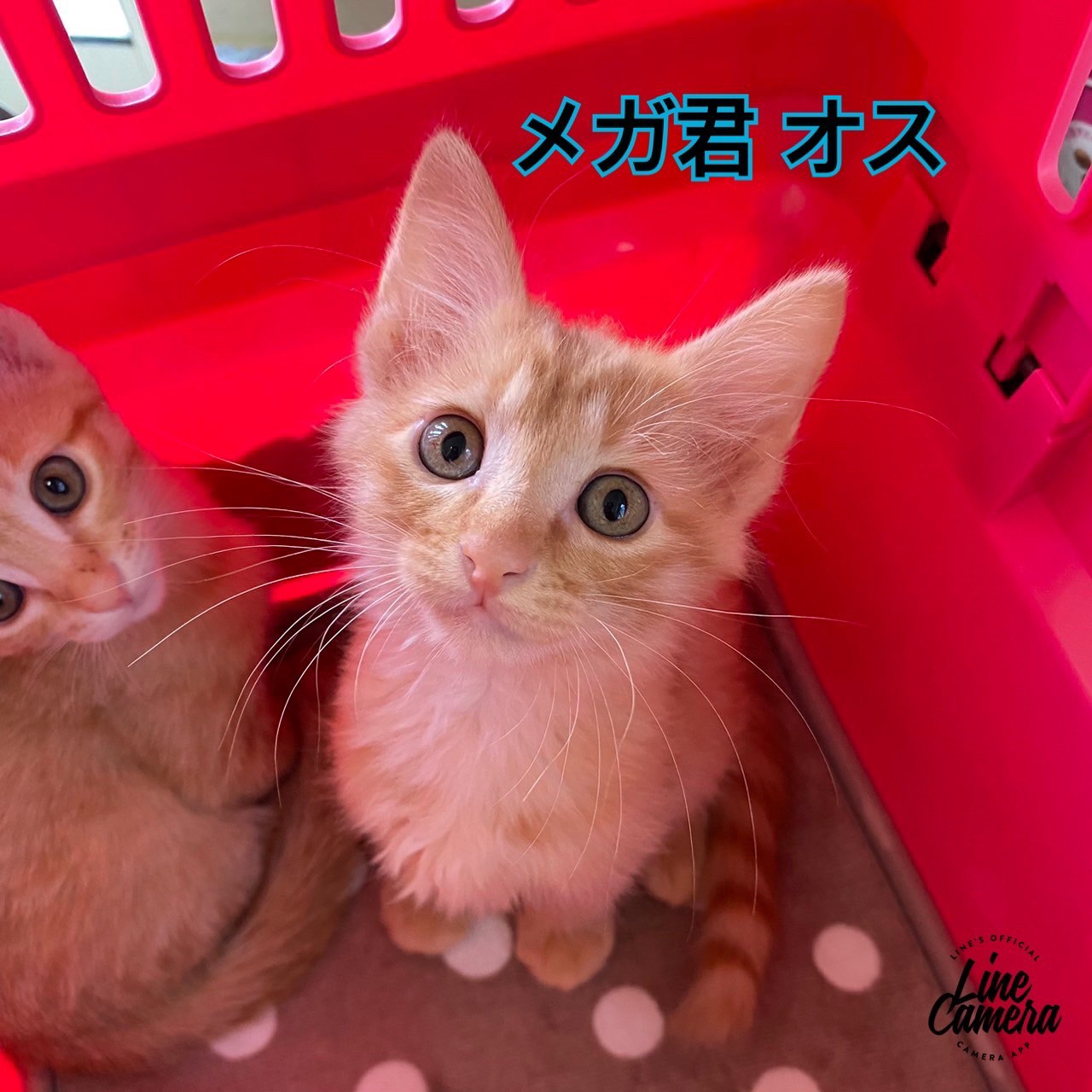 ★★メガ★★<br>（トライアル中）