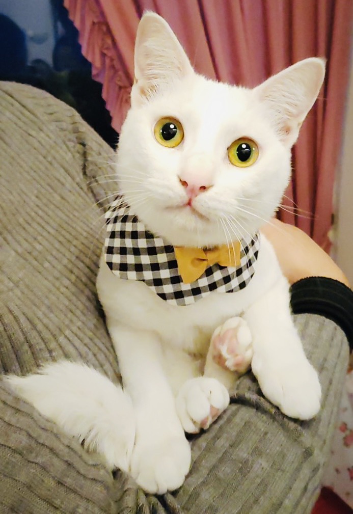 ★★ペンタス★★