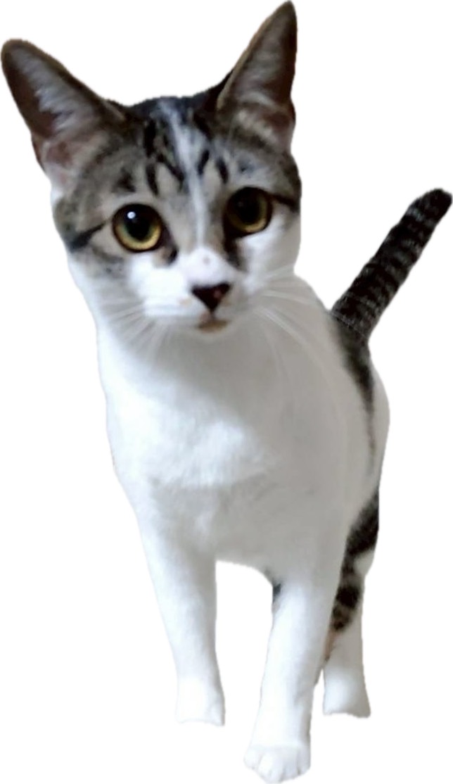 ★★ペッパー★★