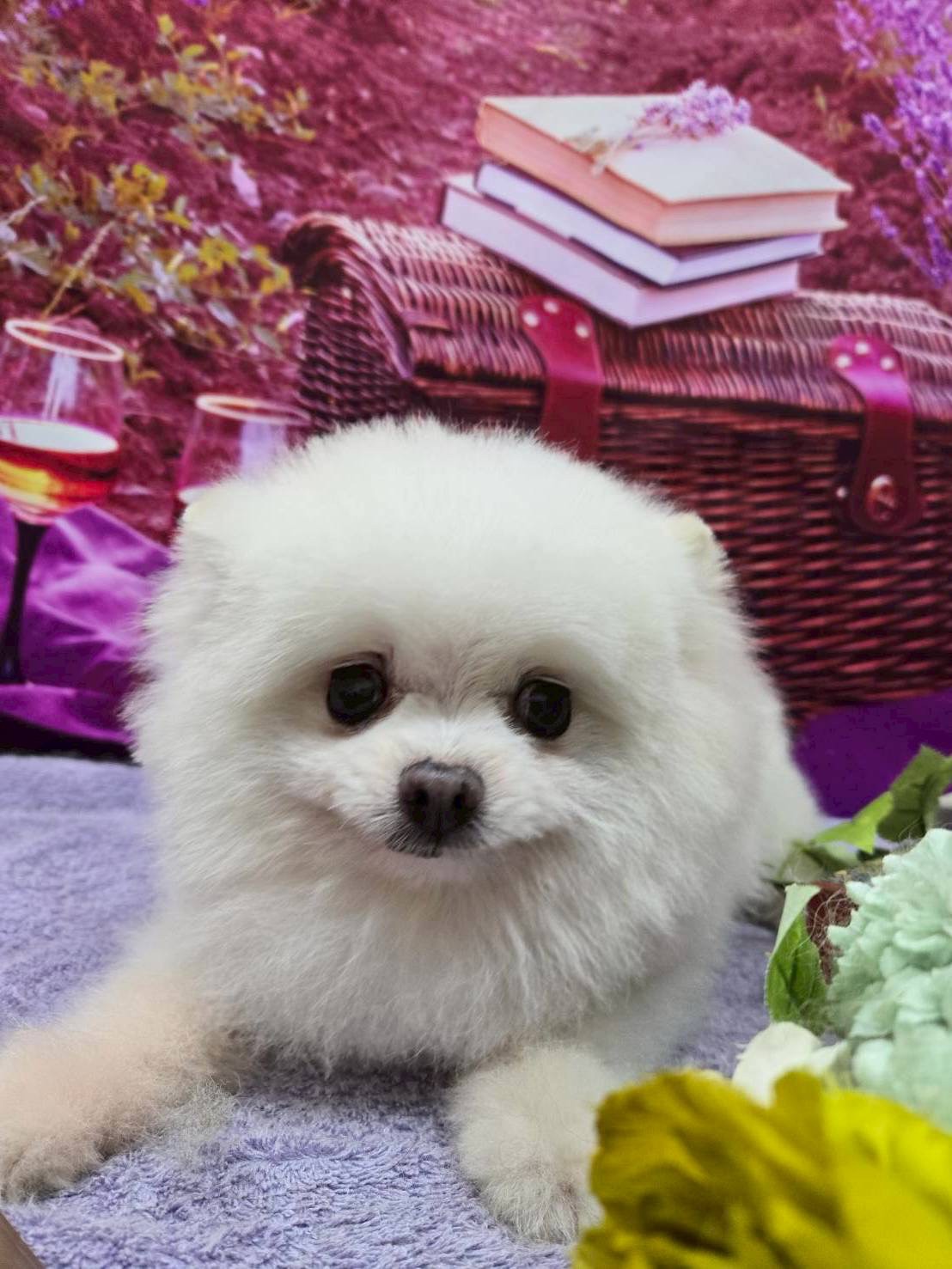 ★★コットン★★