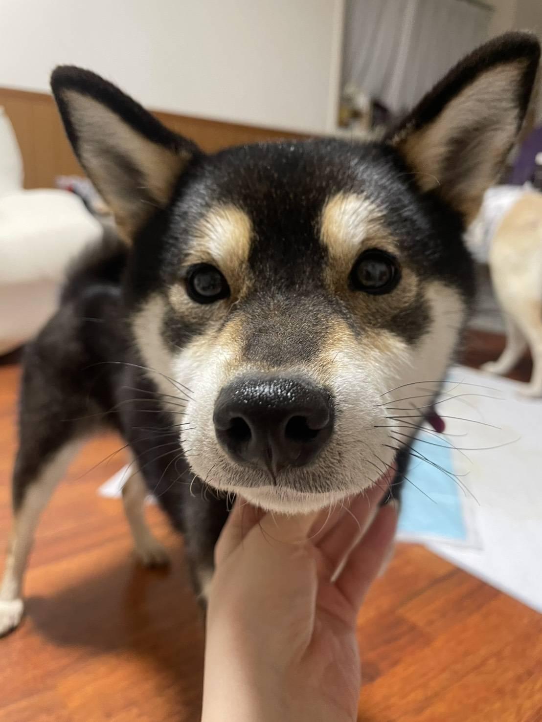 ★★ニコ★★<br>（トライアル中）